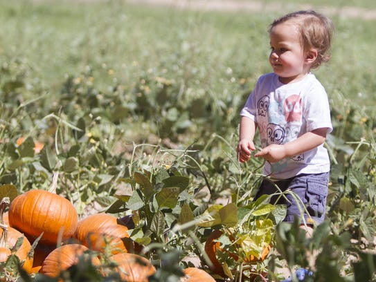 Nixon Rogers, 1, plays in a pumpkin patch during the