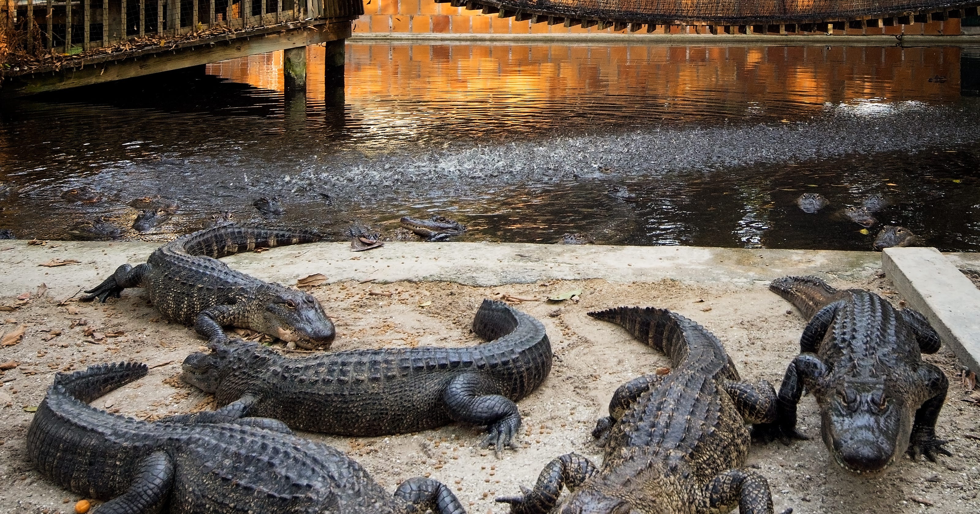 Alligators: 11 places in Southwest Florida where you're guaranteed to