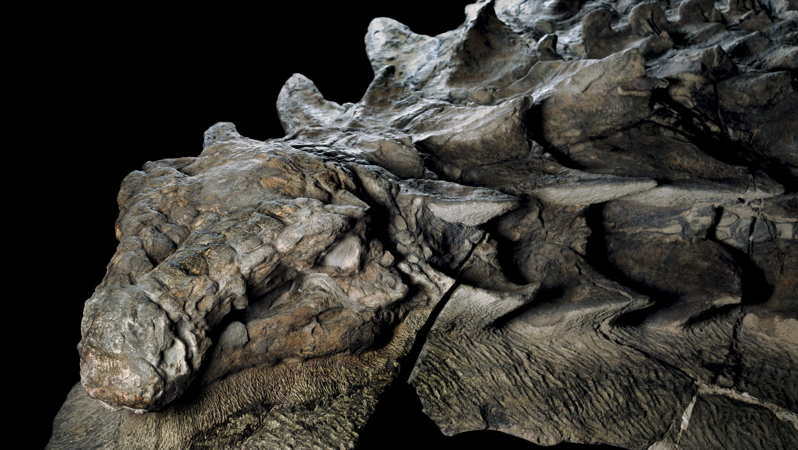 Freaky 'dragon' dinosaur discovered in Alberta