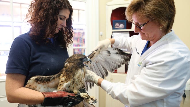 Raptor Rehab's Melissa Stewart, left, holds a Red-tailed hawk as Dr. Robin Shelden inspects the raptor's wings.