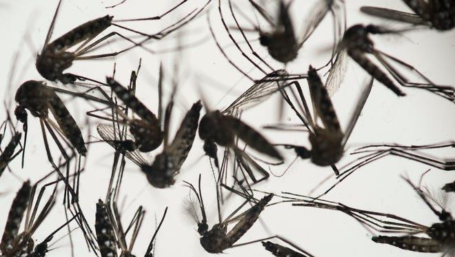 In this Wednesday, Jan. 27, 2016 photo, Aedes aegypti mosquitoes sit in a petri dish at the Fiocruz institute in Recife, Pernambuco state, Brazil. The mosquito is a vector for the proliferation of the Zika virus spreading throughout Latin America. New figures from Brazil's Health Ministry show that the Zika virus outbreak has not caused as many confirmed cases of a rare brain defect as first feared. (AP Photo/Felipe Dana)