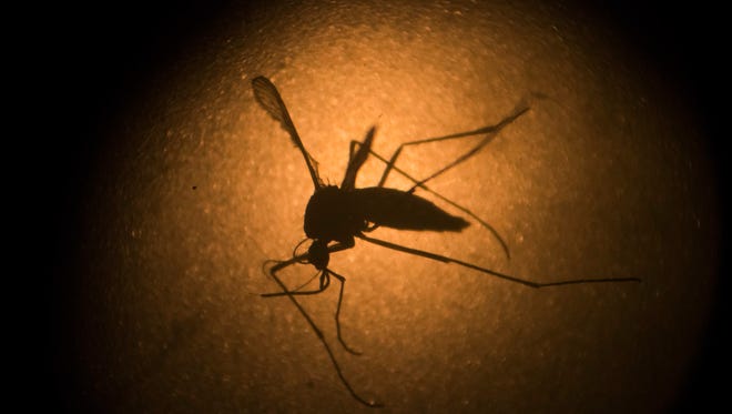 An Aedes aegypti mosquito, which spreads the Zika virus