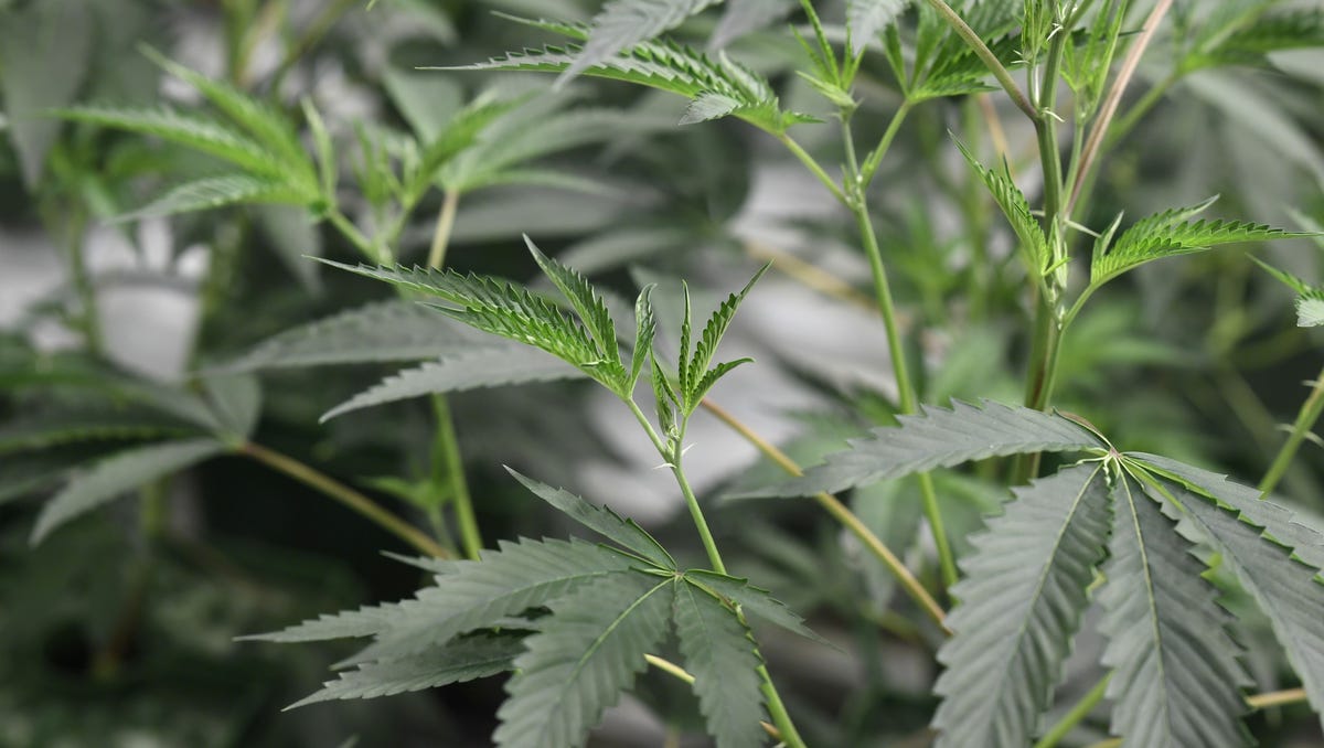 Push for legal pot in PA clears committee, GOP vexed by quick passage