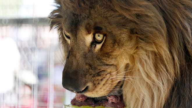 Ira the lion enjoys a treat during his birthday party at America's Teaching Zoo at Moorpark College in this 2018 photo.