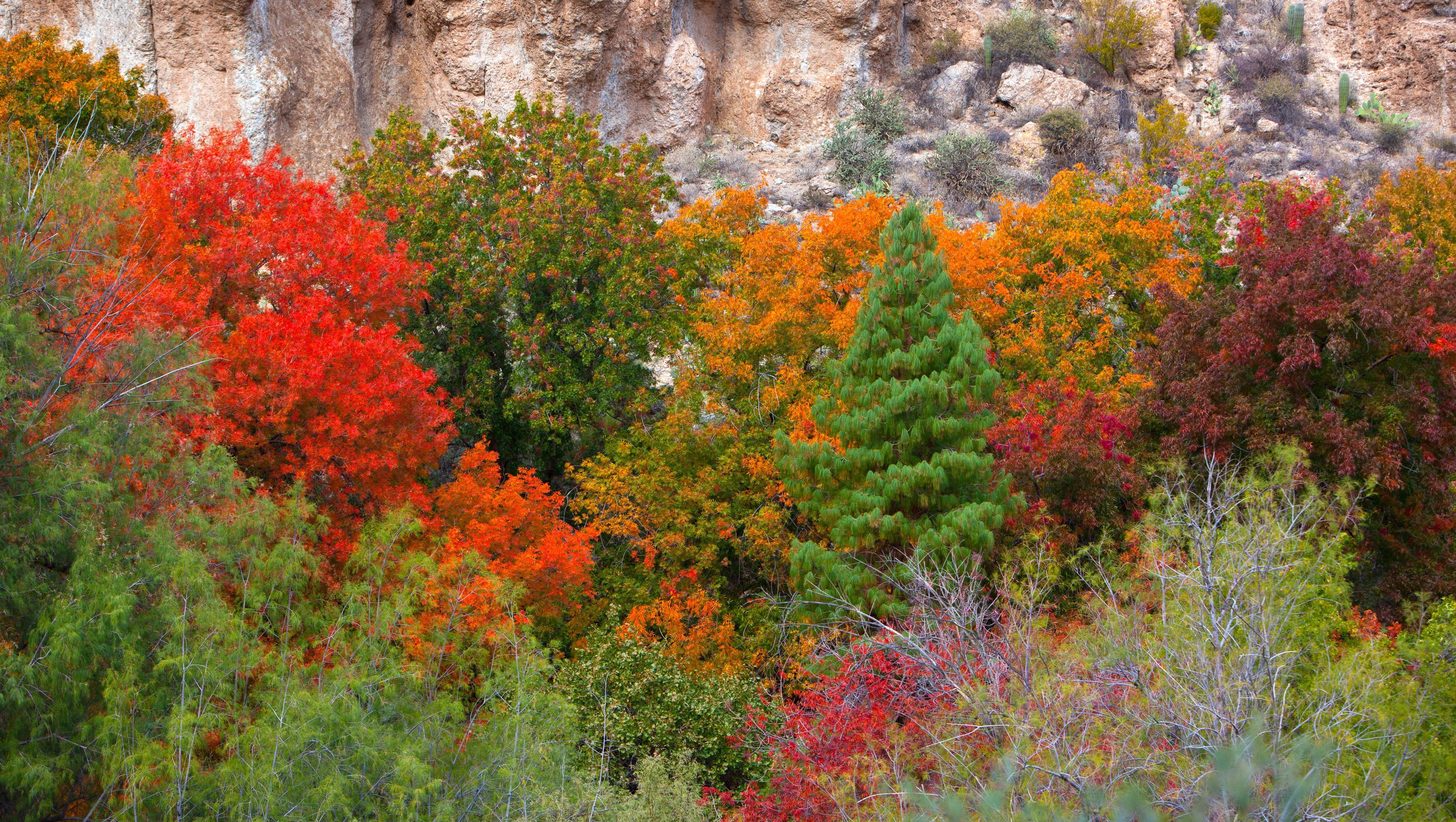 Where to see Arizona's fall colors