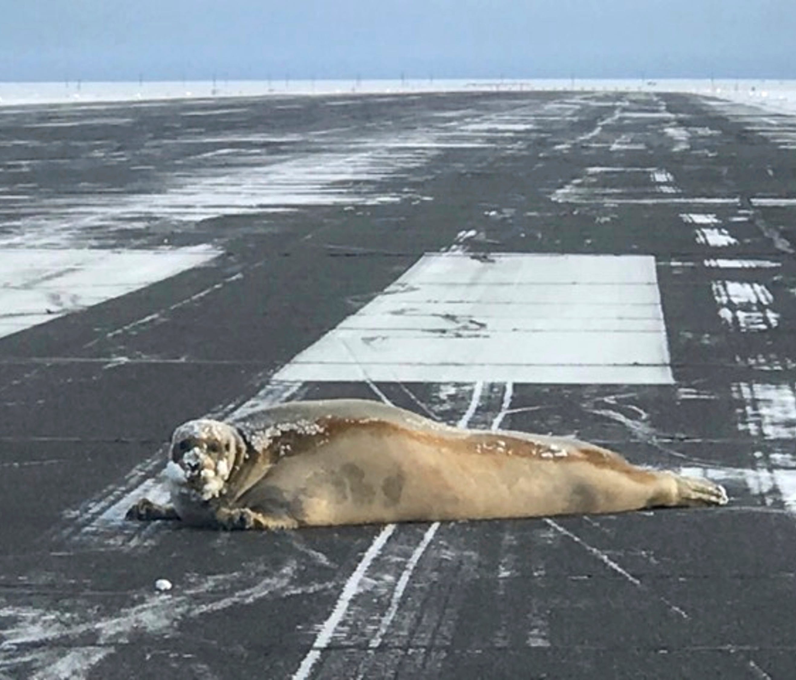 This Oct. 23, 2017, photo provided by Scott Babcock shows a seal that wound up on the runway at the airport in Utiqiagvik, Alaska. A sled was brought in to remove the seal in the community formerly known as Barrow, Alaska. (Scott Babcock via AP) ORG 