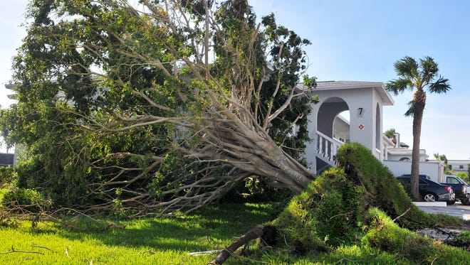 Trees blew over at the Four Seasons condominiums in Cocoa Beach after Hurricane Matthew rolled past Brevard County.