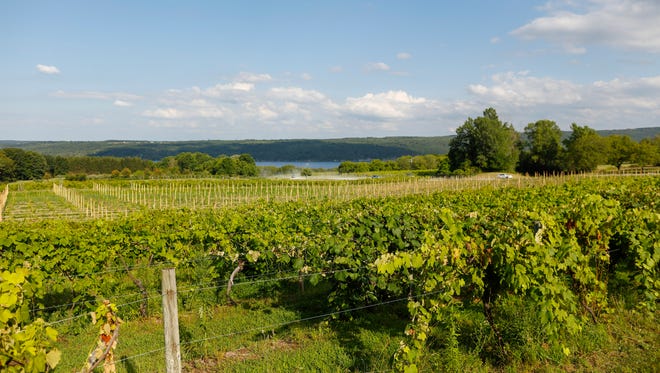 Finger Lakes vineyard.