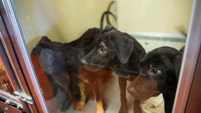 Puppies look out from their enclosure at the adoption center at the Animal Service Center of the Mesilla Valley, Thursday  Sept. 21, 2017.