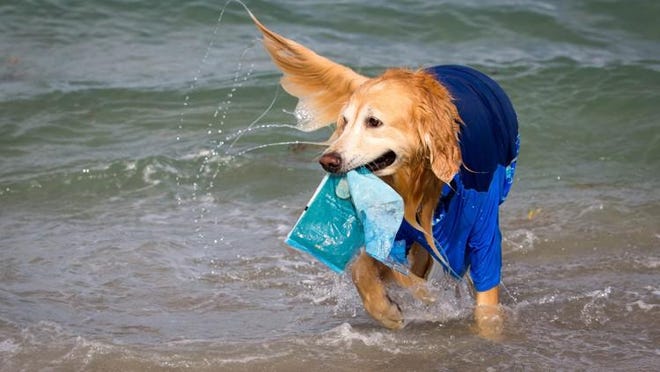 Chapman, a 6-year-old golden retriever, owned by Caitlin Crook, carries a plastic bag from the surf during Worth Avenue Association?s Turtle Tuesday beach cleanup.