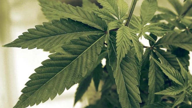 Marijuana plants grow at LifeLine Labs in Cottage Grove, Minn., in 2015.