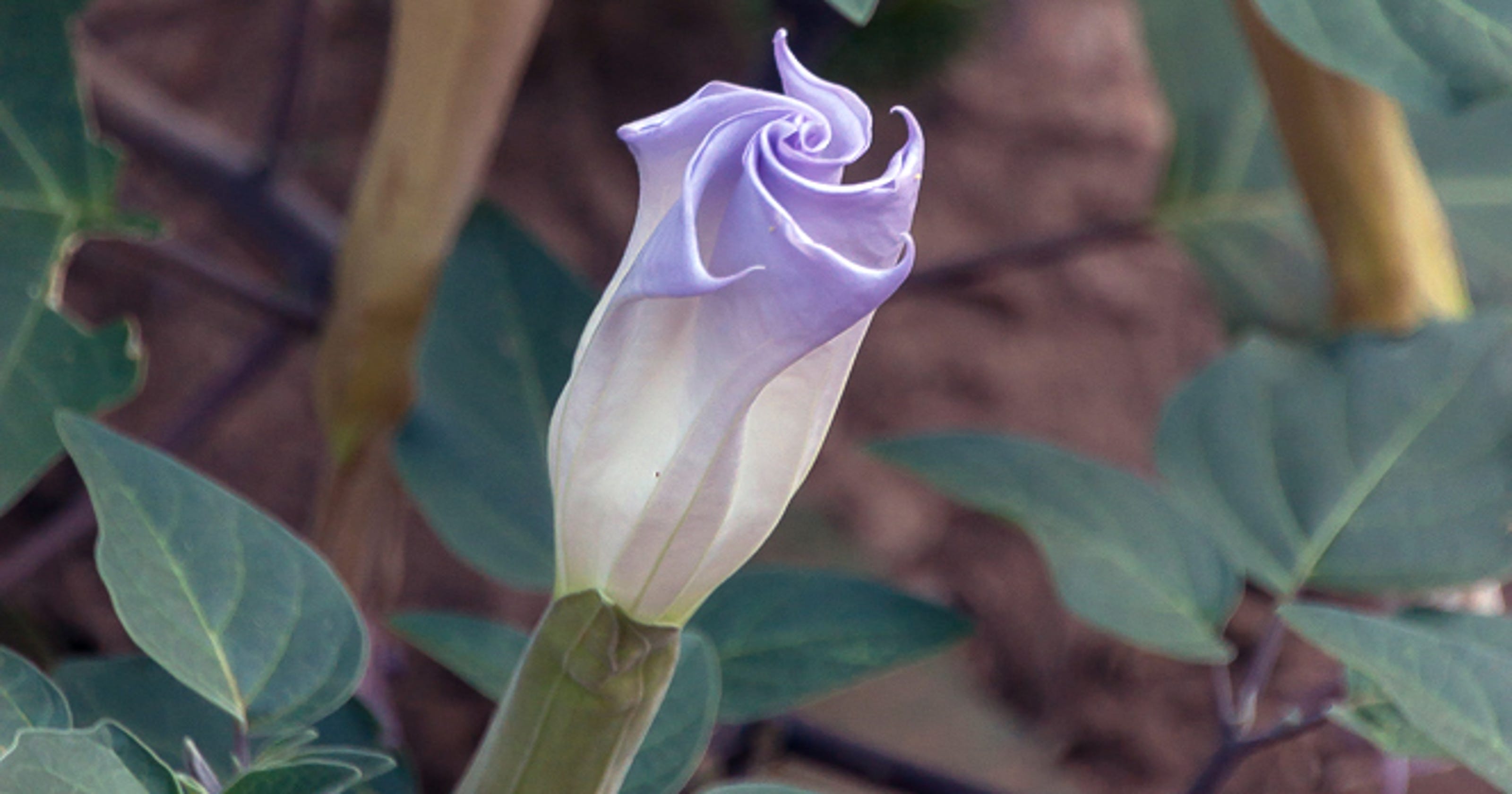 Sacred Datura is poisonous perennial