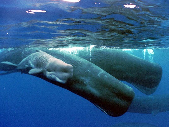 AP WHALING I FILE GUM