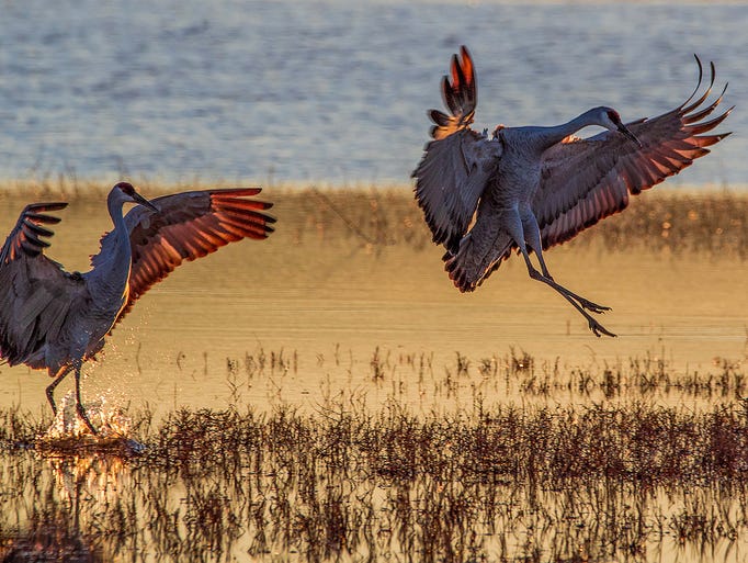 Sandhill Crane couple loving life in the setting sun.