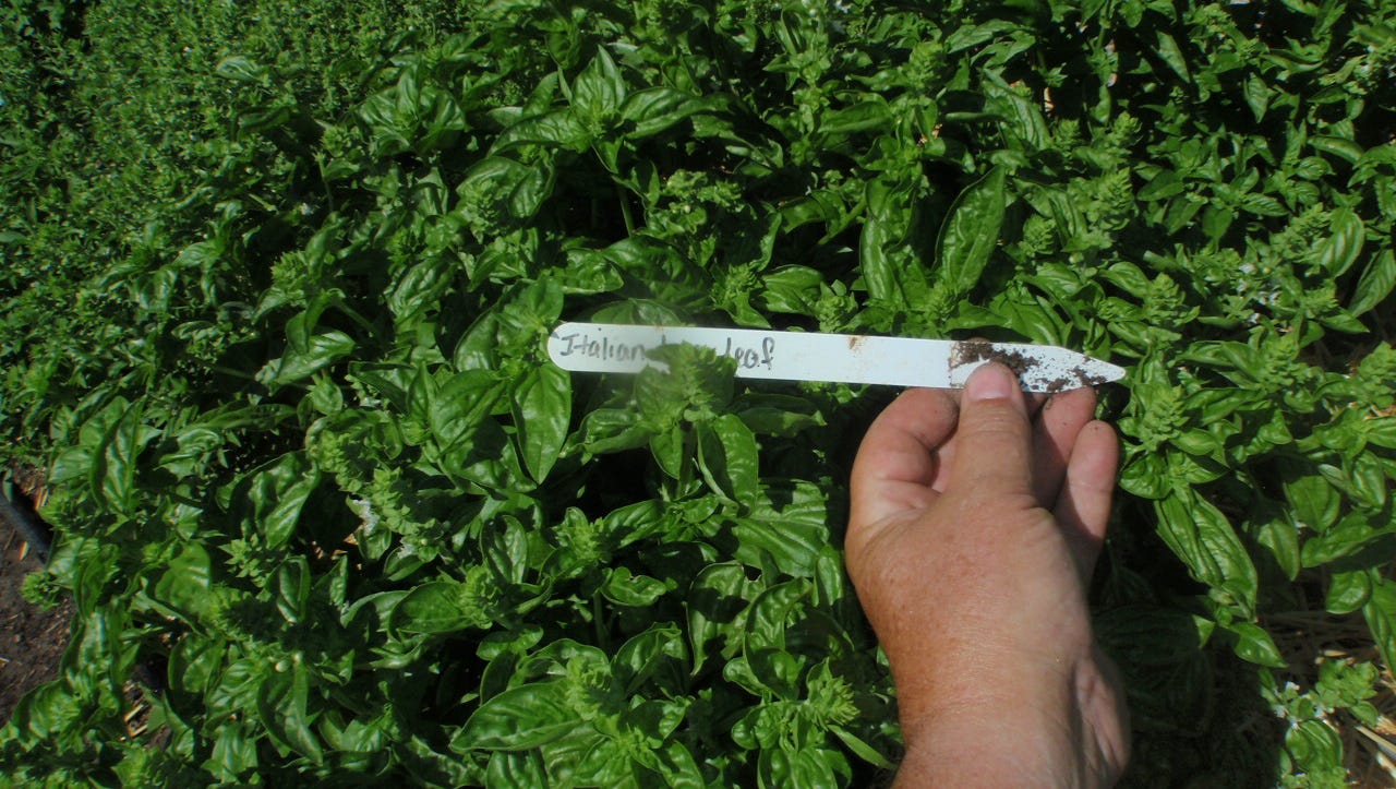 Plant cilantro, Italian parsley in cool temperatures