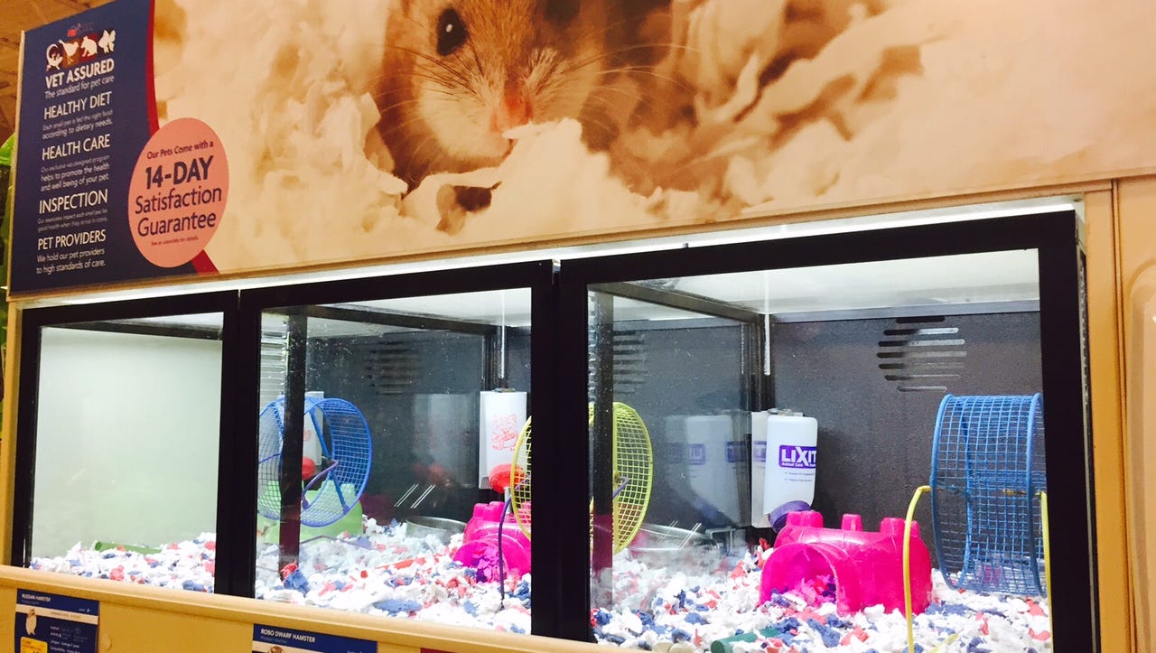 Wallpaper Usda Uncovers Widespread Abuse At Pet Store Rodent Supplier Free