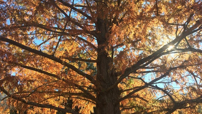 The beauty of this tree at Christmount demonstrates why Black Mountain should value its trees, Arbor Day organizers say.