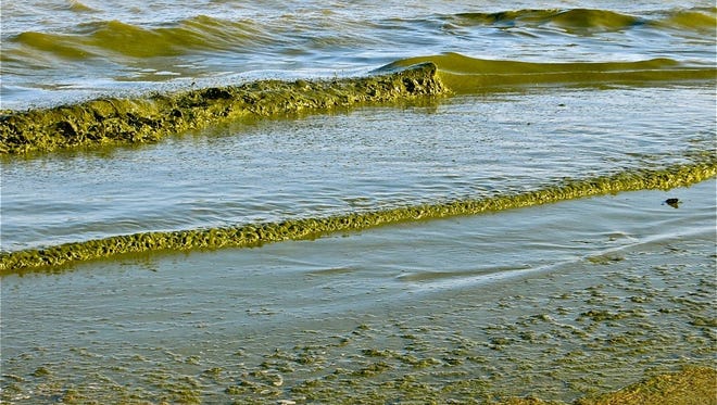 Green algae rolls onto Algoma's Crescent Beach. The Ahnapee River, which was listed for excess phosphorus in 2014 flows into Lake Michigan just north of the beach.