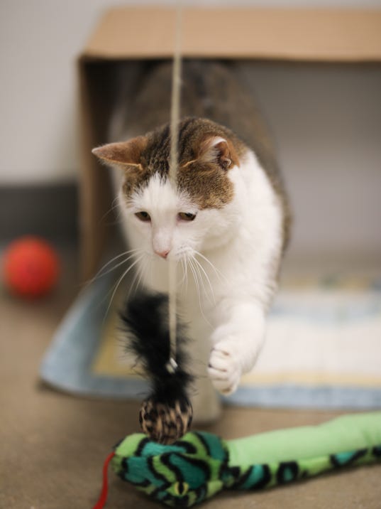 Getting A Cat To Adjust To A New Home Cat Daily News