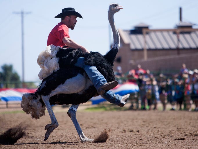 The race is on at Chandler Ostrich Festival