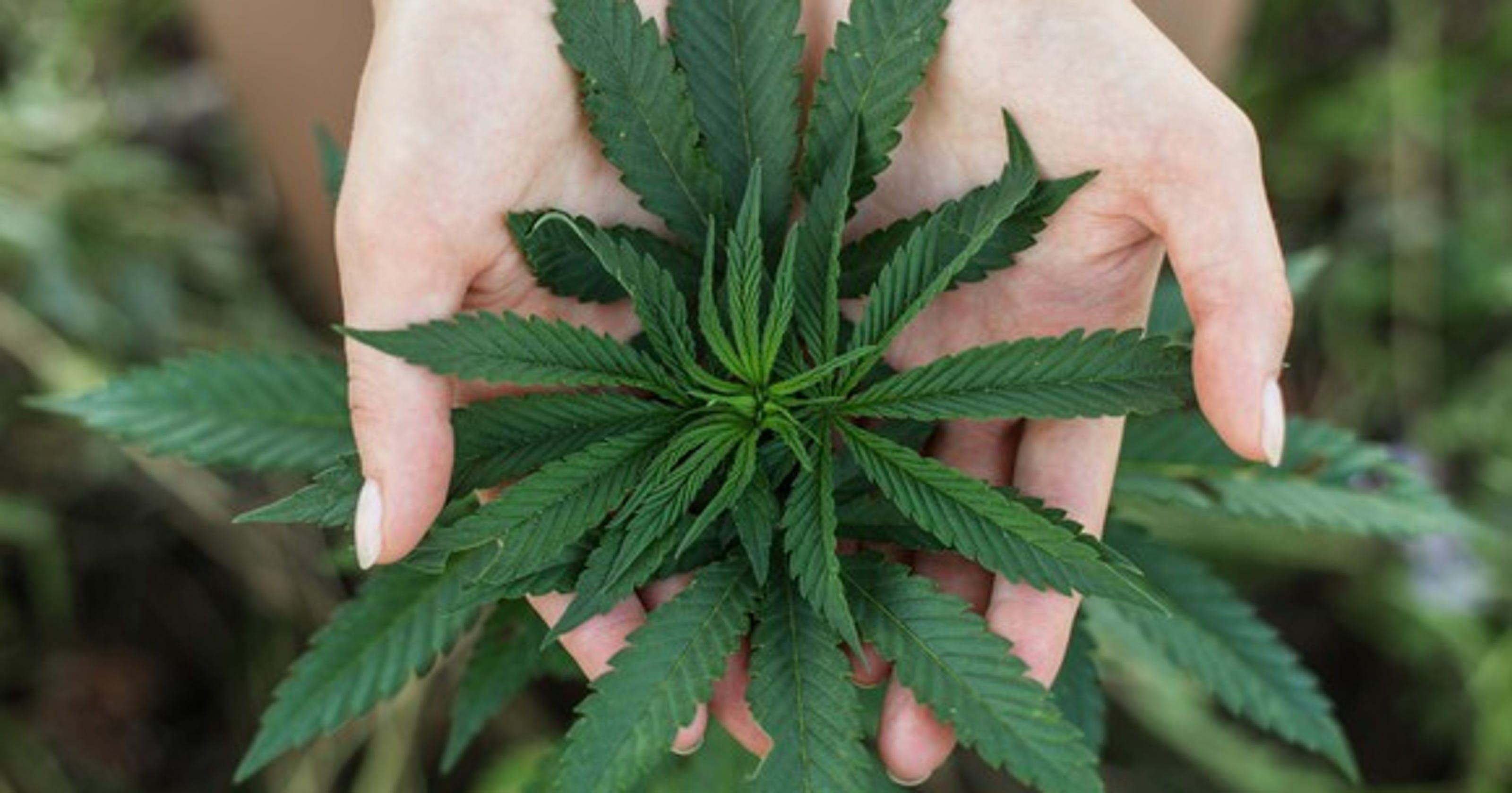 Bill Numbered H R 420 Would Regulate Pot Like Alcohol