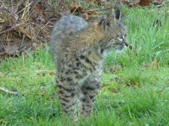 Bobcat photographed in South Salem