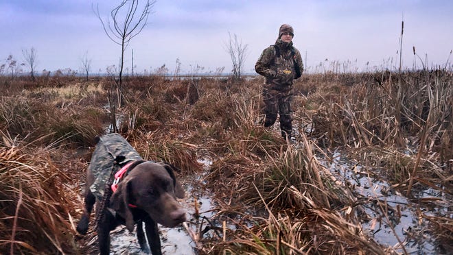 Tiffany Compton, 29, Indianapolis, hunts with her hunting dog Oakley at Goose Pond Fish and Wildlife Area near Linton on Saturday, Dec. 6, 2014.