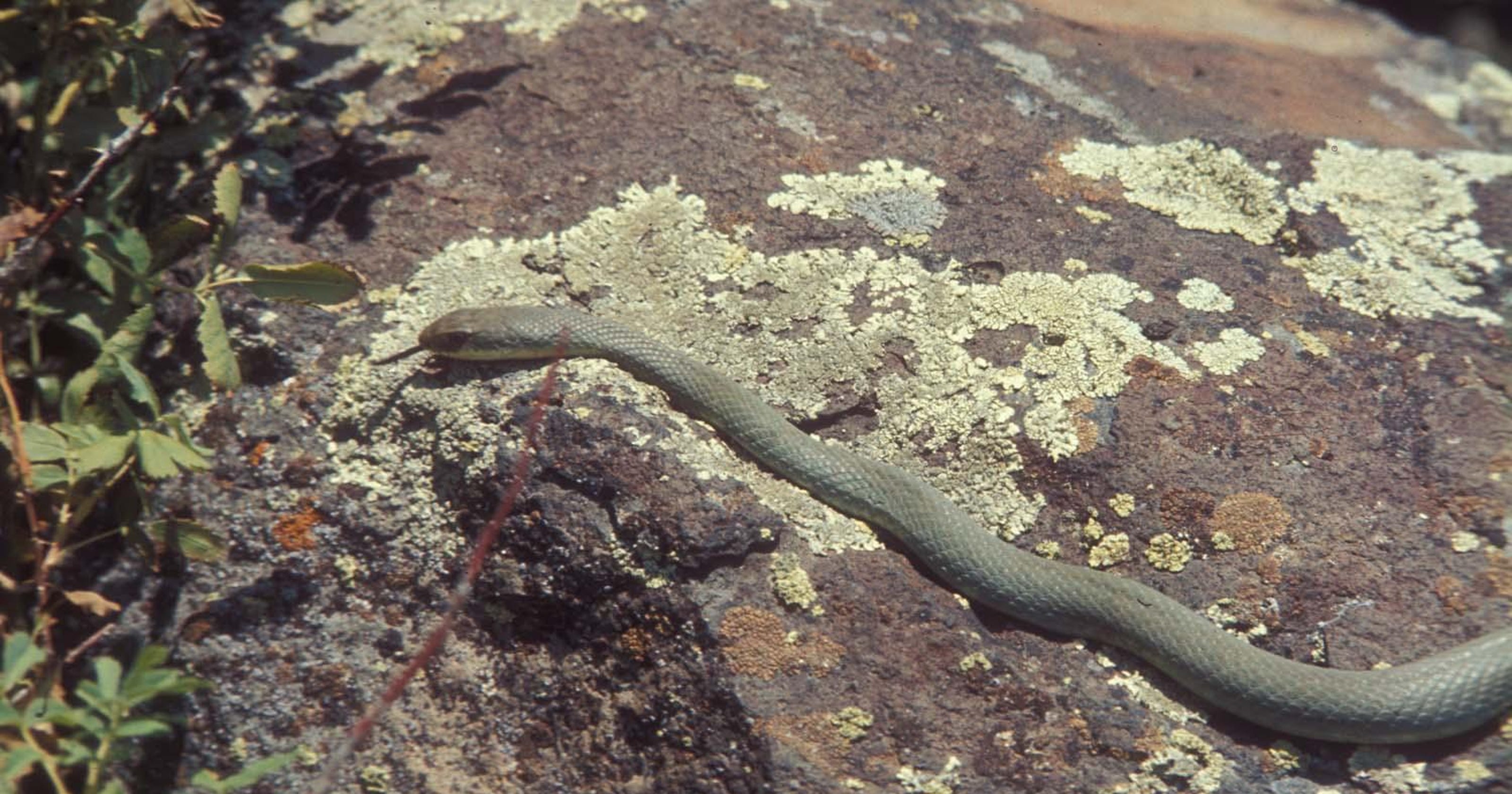 What are you afraid of? Snakes?