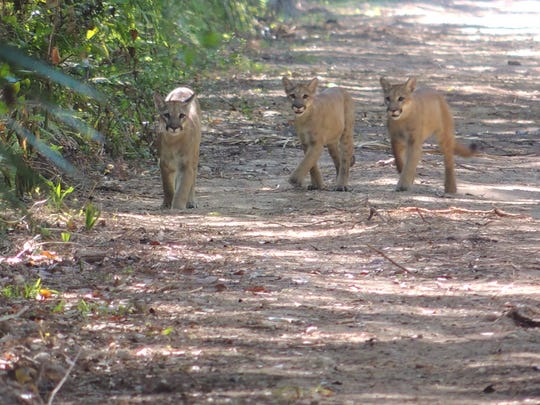 On The Prowl For The Florida Panther