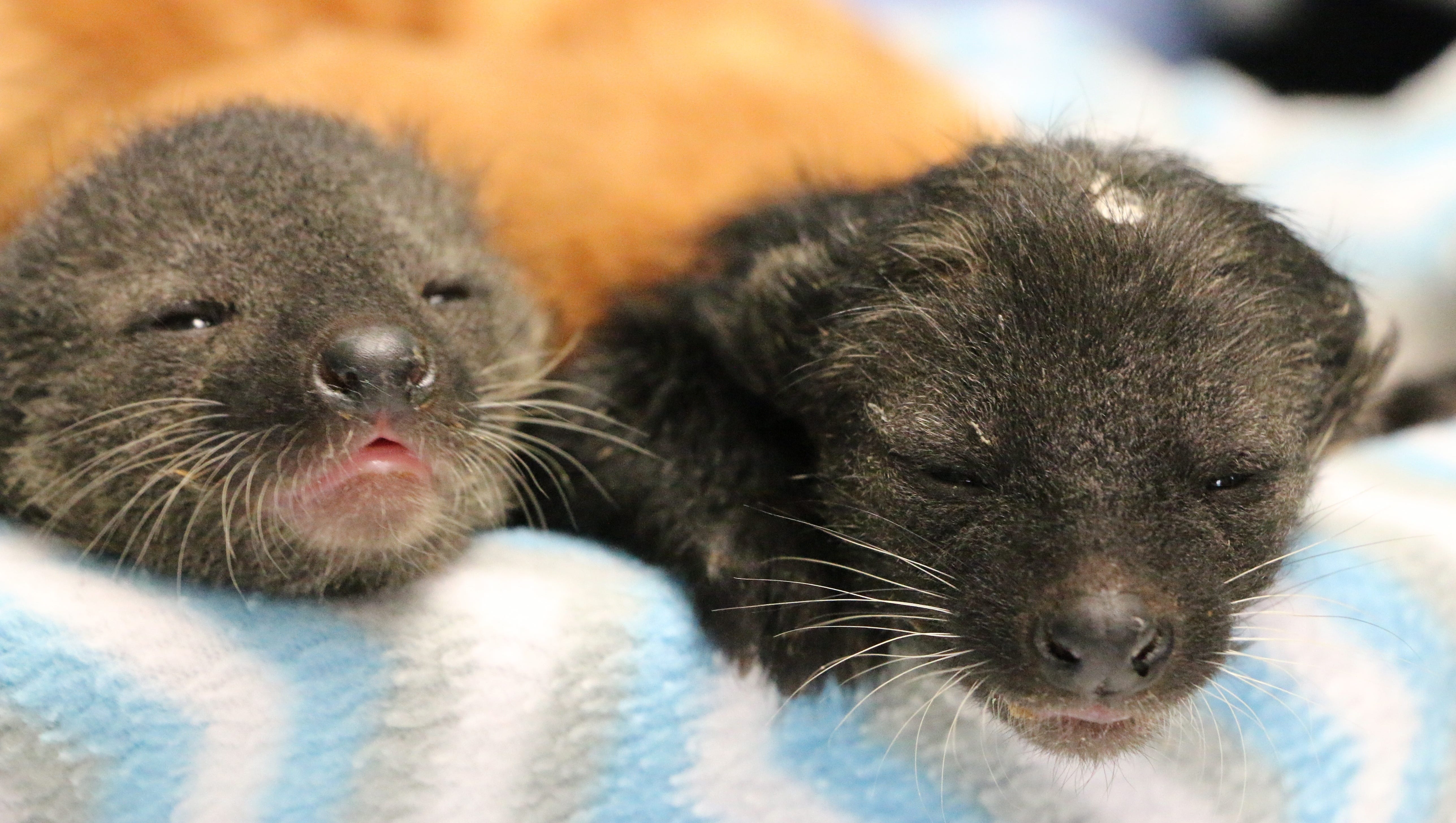Nashville Zoo welcomes 3 baby animals