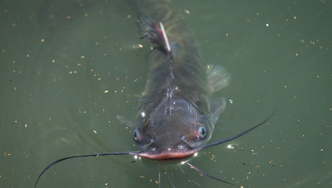 Arizona Water Stocked With 20 000 Trout Catfish
