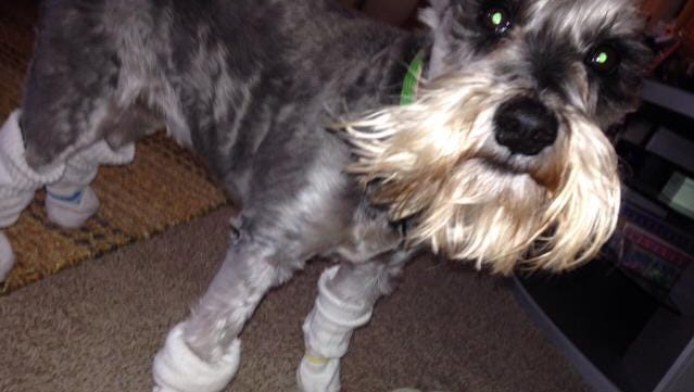 Dog Won T Poop Or Pee In The Snow Or Cold Weather Here Are Tips