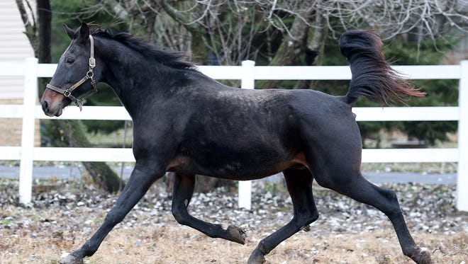 Normally, within 24 to 48 hours of exposure, infected horses begin to demonstrate coughing, fever, depression and decreased feed intake.