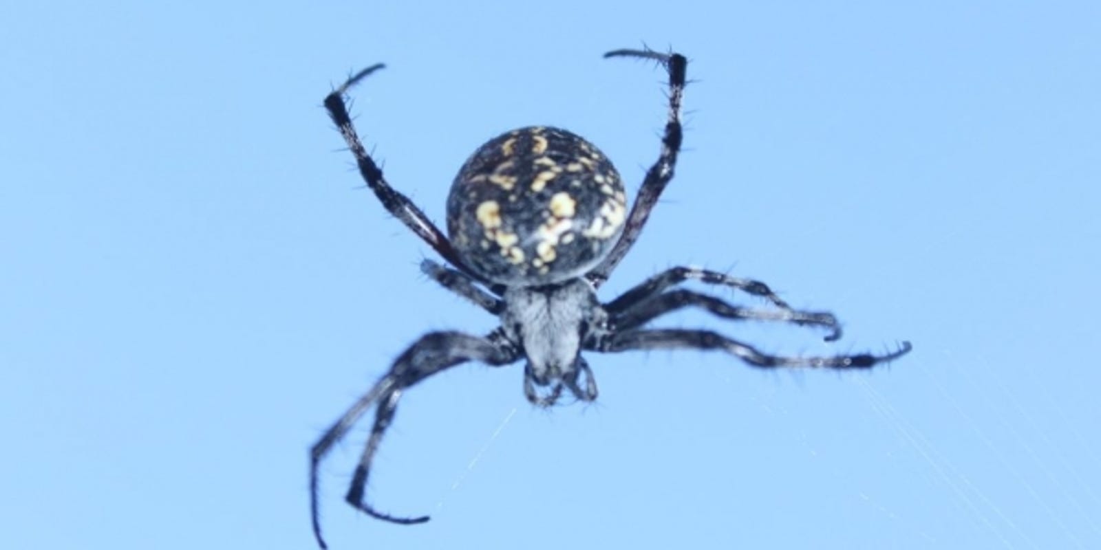 Wild About Texas The Humpbacked Orbweaver