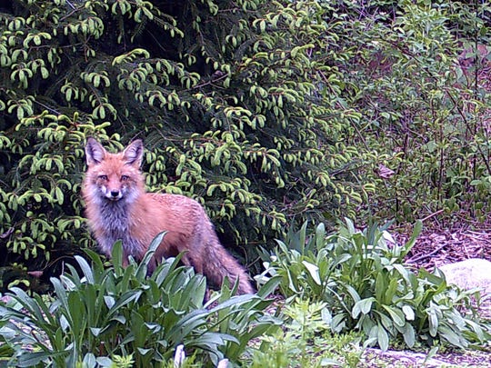   Red fox captured on the trail in our Yorktown backyard, 