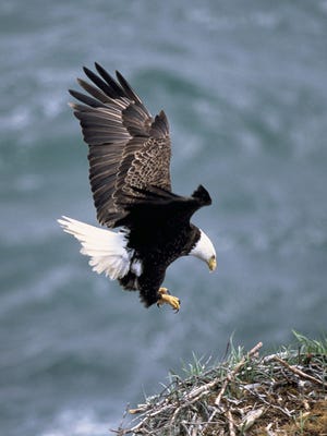 Emailed handout photo FOR TRAVEL : Bald eagle draws wings back as it comes into the nest for a landing. Bald eagles generally lay 2 to 3 eggs in a large nest made of sticks and smaller twigs in tall trees or on rocky cliffs. PHOTO CREDIT : U.S. Fish and Wildlife Service . Saved on December 8, 2005 .