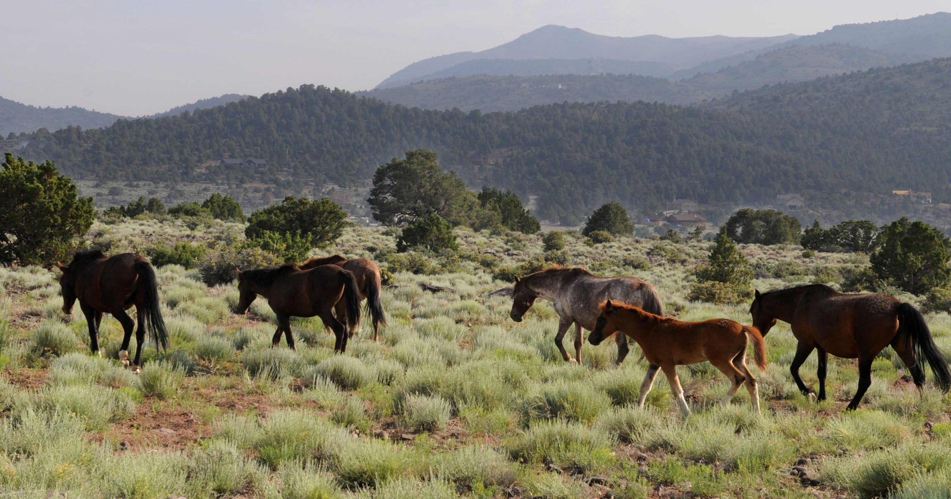 Virginia Range wild horses threatened once more Downer