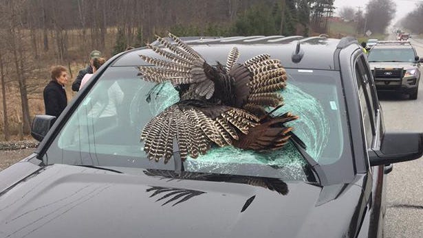 30-pound wild turkey impales car windshield