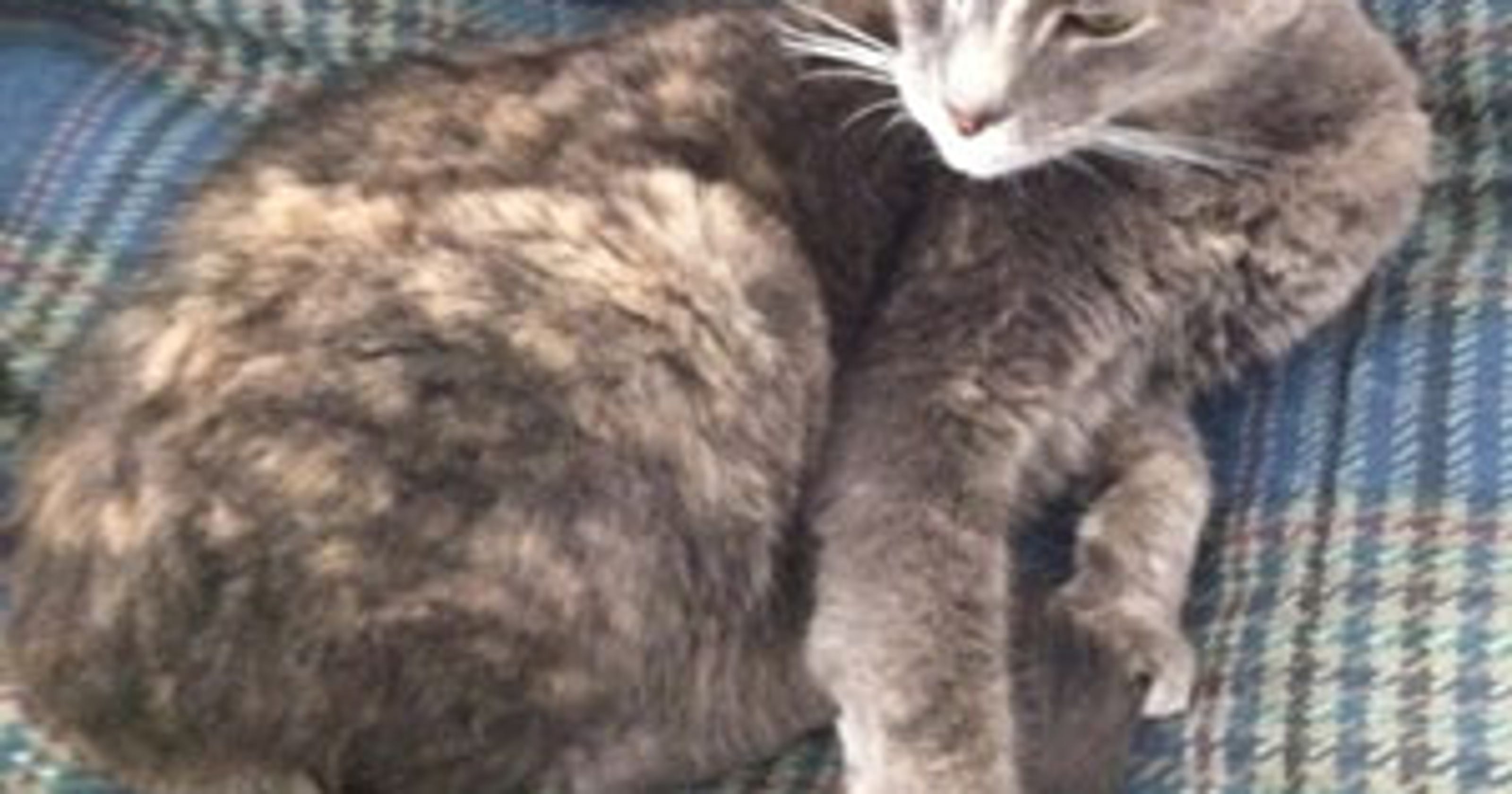 FOUND Dilute tortoiseshell cat gray with beige spots FOUND Dilute tortoiseshell cat gray with beige spots