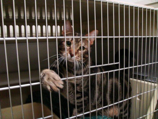 Delaware bill to allow adoption of research animals clears ...
