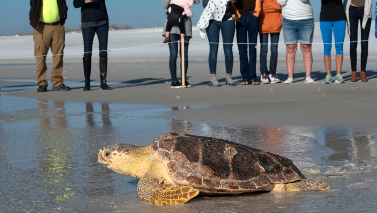 Loggerhead sea turtle released at Pensacola Beach