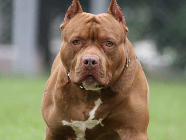 Oconomowoc City Council Keeps Muzzled Pit Bull Ordinance Intact