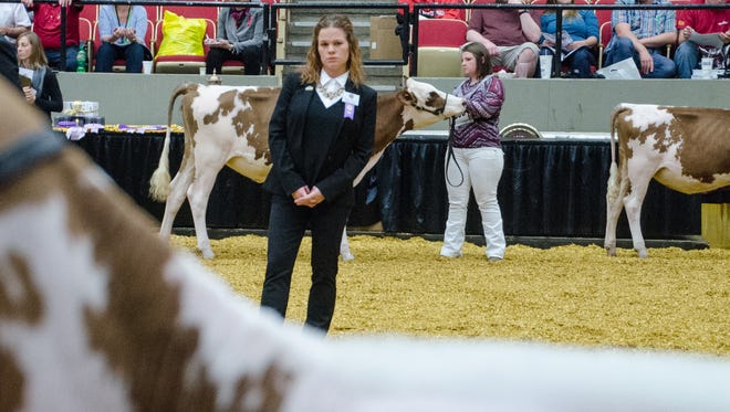 Molly Sloan served as the head judge of the Ayrshire show at the 2016 World Dairy Expo