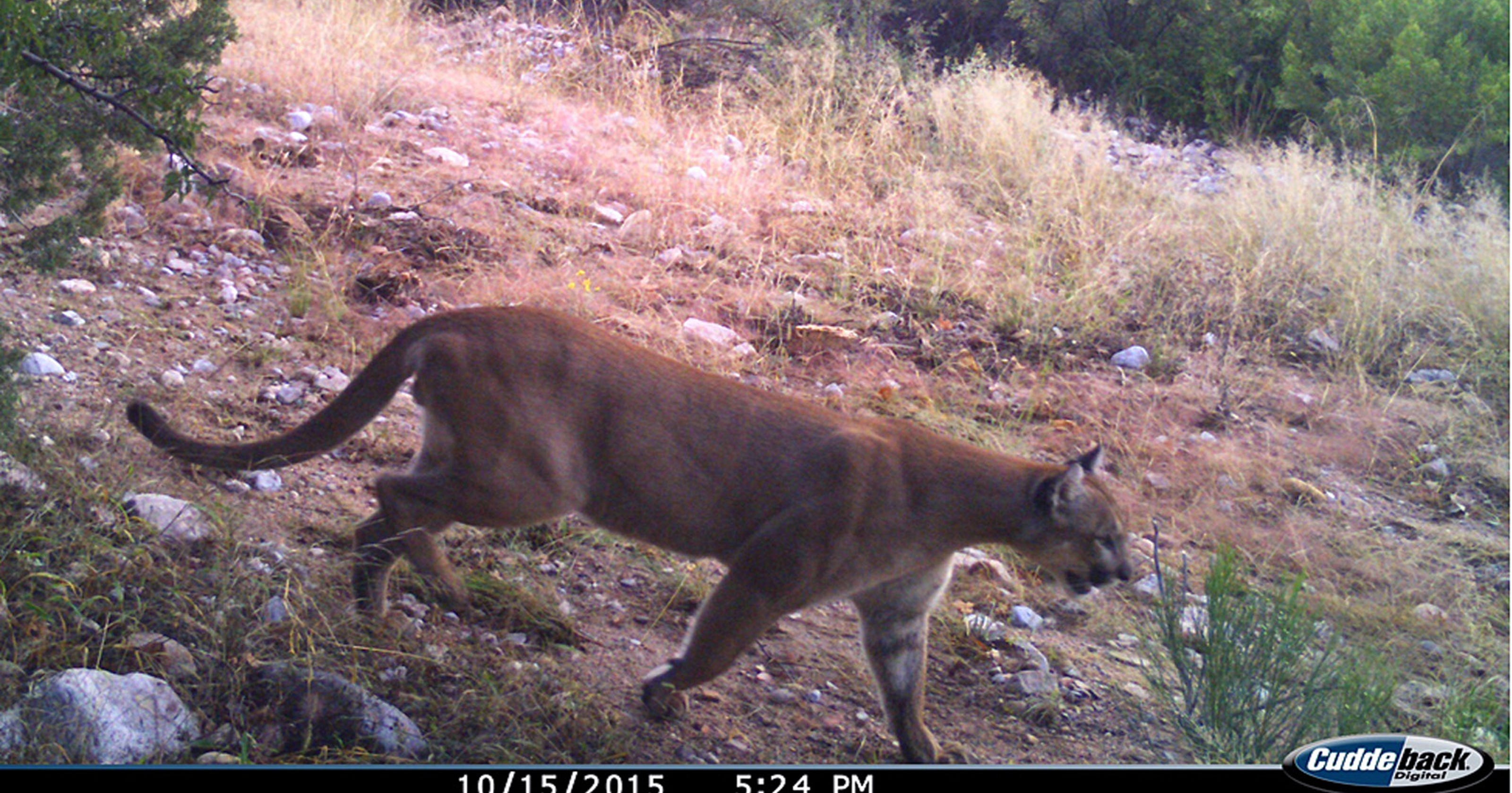 Cougar Sightings In Wisconsin 2023 - fx8l7qz