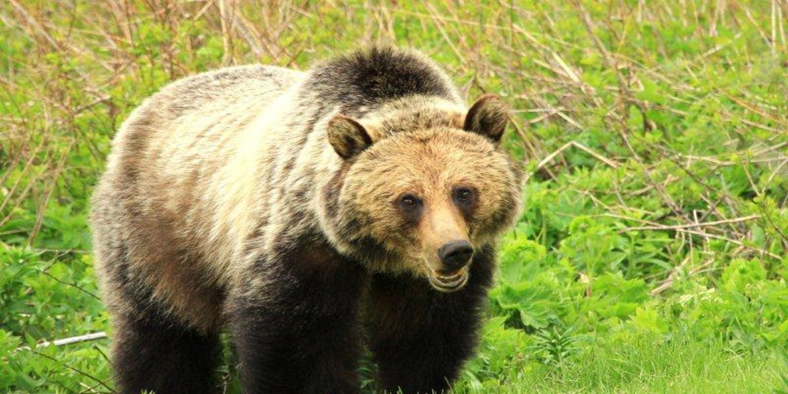 Officials investigating grizzly bear shooting death