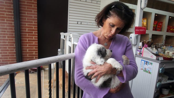 Stephanie Earl, owner of Furrylicious, a pet store in New Rochelle, holds one of the puppy's for sale in her story April 28, 2016. Earl says that a proposed law aimed at puppy mills would cause her to lose her business. She says that the breeders from which she buys her puppies are not puppy mills. 