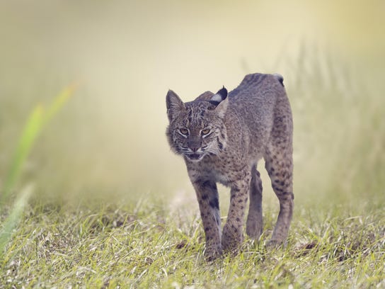 Hoosiers: 'Vote no' to bobcat hunting and killing raccoons, coyotes
