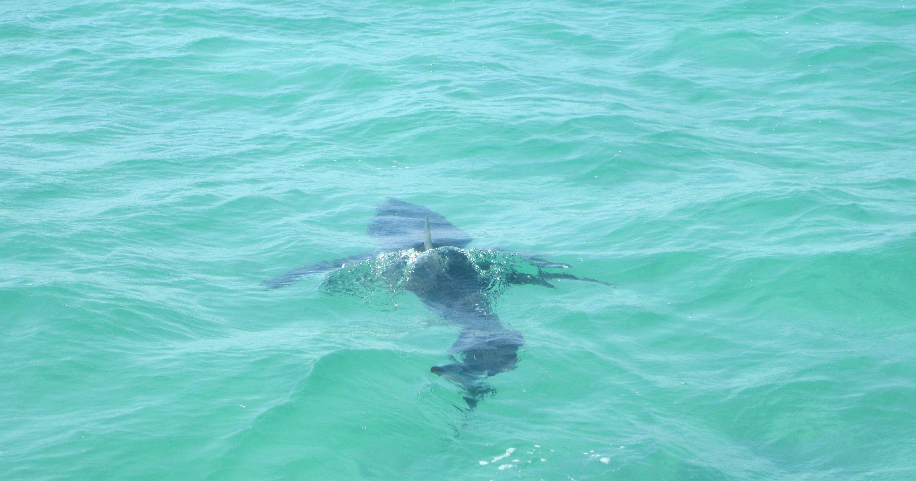 Mako shark spotted off of Pensacola Beach