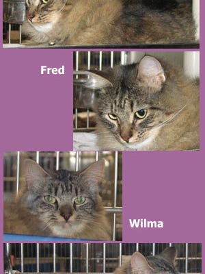 fred-wilma