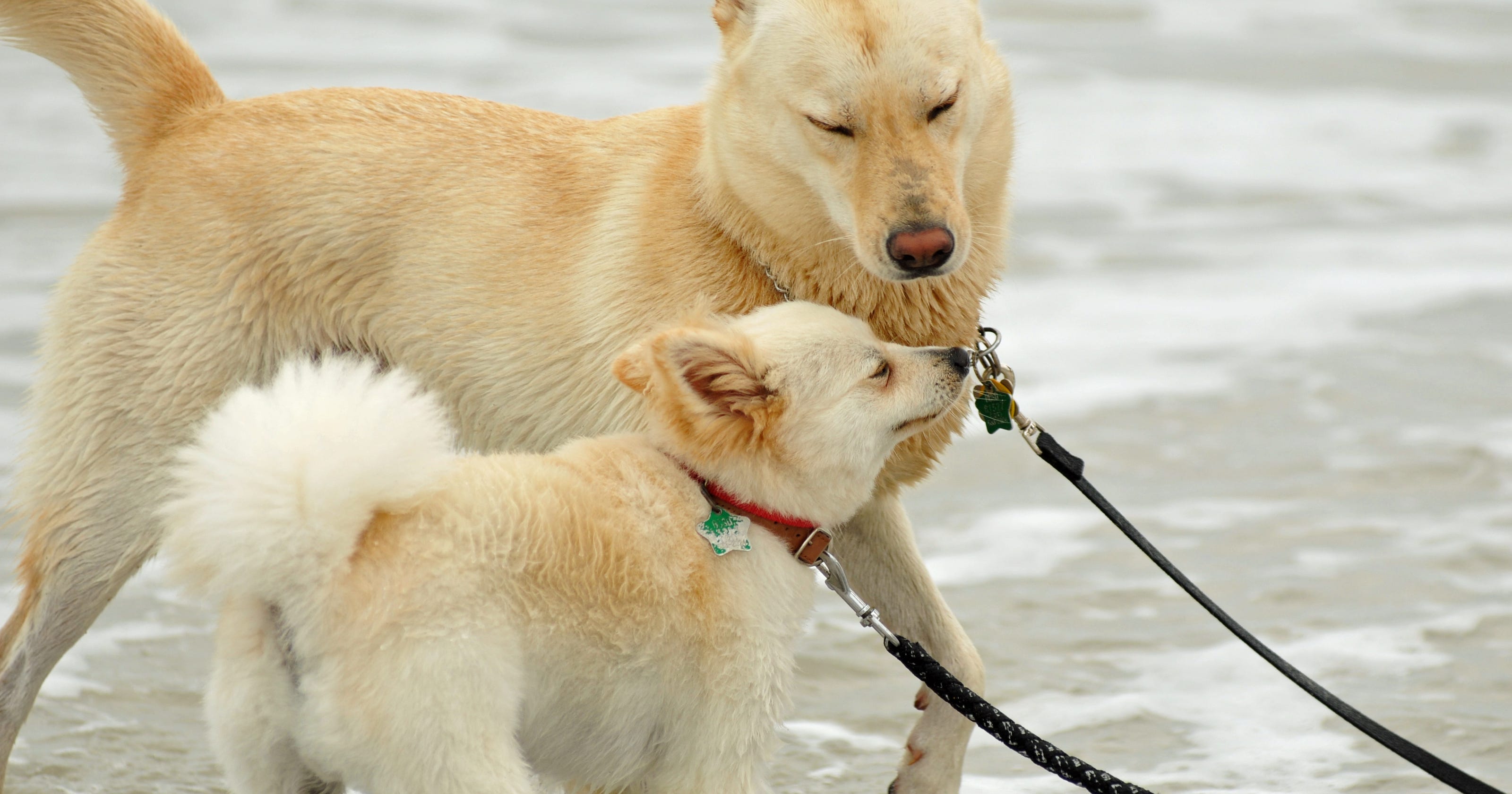 Dog Friendly Beaches In New Jersey